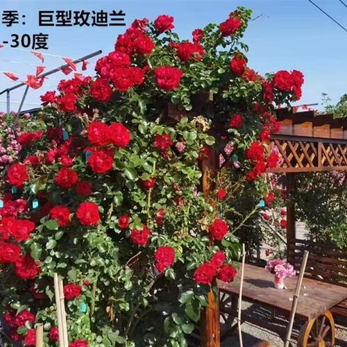法国玫昂巨e型玫迪兰月季 藤灌两用耐寒抗病红色大花藤本月季花苗