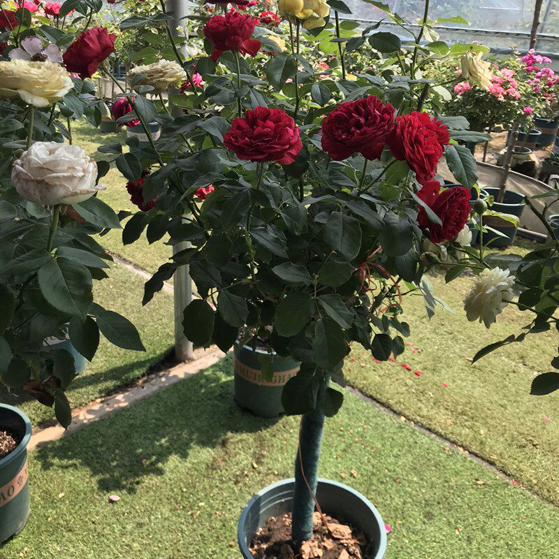 月季老壮一树多色花r月月开花庭院别墅优选风景花卉