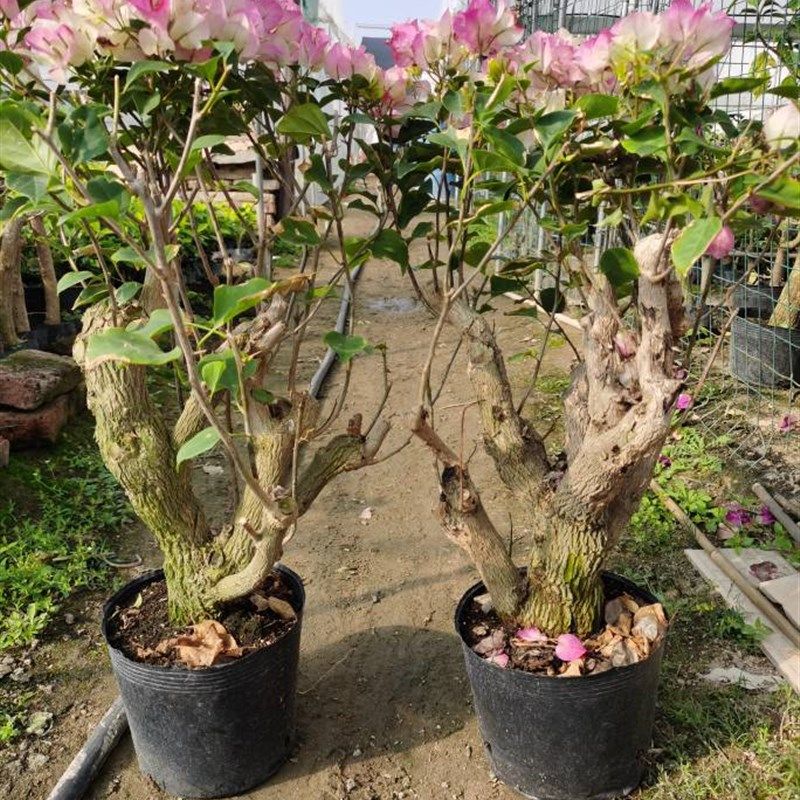 勒杜鹃--绿樱老桩三角梅本店满48元自动包邮庭院种植W阳台楼顶观,鲜花速递/花卉仿真/绿植园艺,造型盆景,淘宝优惠券,粉丝福利购,淘宝优惠卷