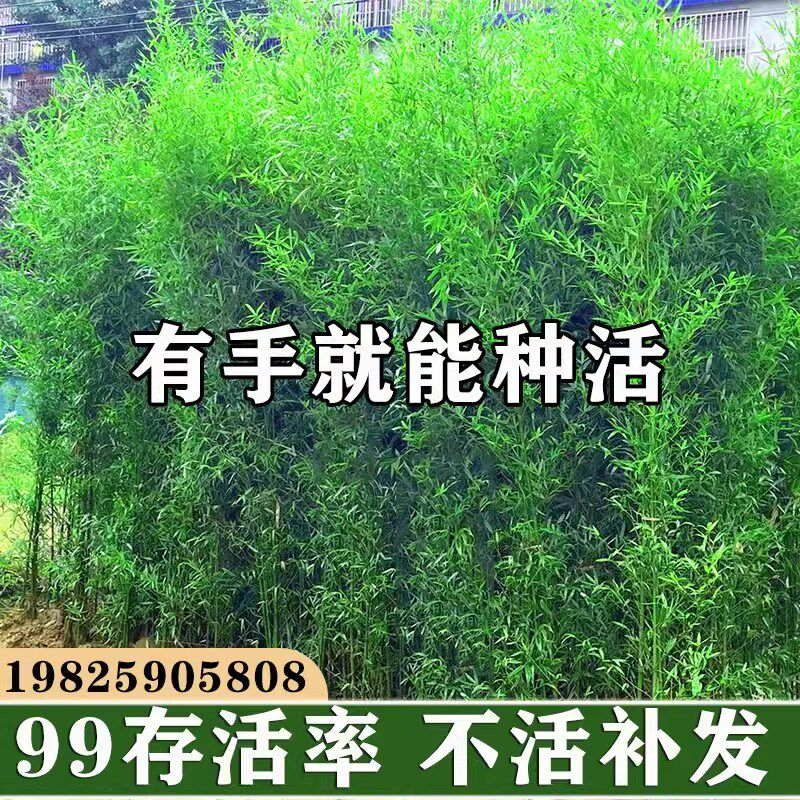 观赏竹子苗庭院耐寒四季青名贵竹子D盆栽室内紫竹苗景观绿罗汉金