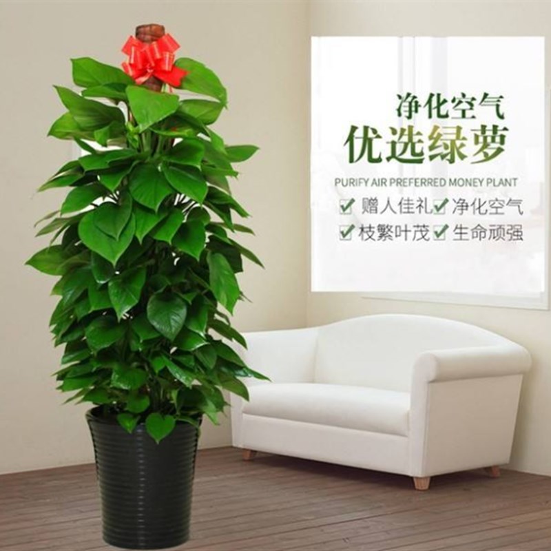 室内客厅 盆栽植物花卉绿植盆景大绿萝净化空气吸甲醛包邮