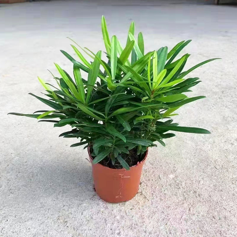 罗汉松盆栽小树苗室内桌面小绿植四季常青植物造型中式盆景配材