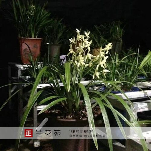 带小花芽浓香正宗素心银边大贡 古时F贡品香味霸道清冽 四季兰花