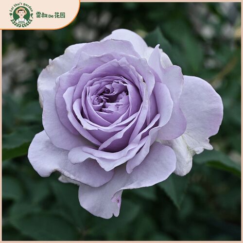 雷叔的花园霁色灌木切花月季花苗带盆栽四N季开花大花浓香阳台庭