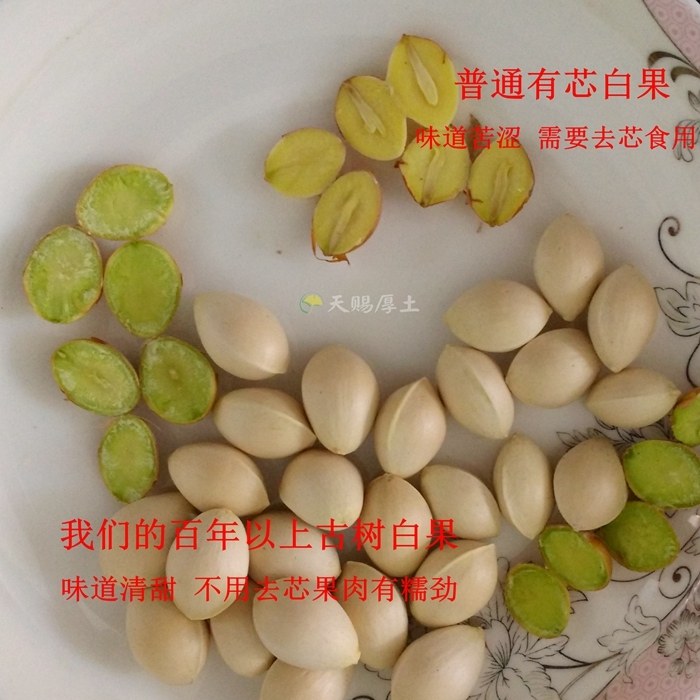 新鲜白果 银杏果 南雄坪田百年古树老树白果不用去芯不苦两斤包邮
