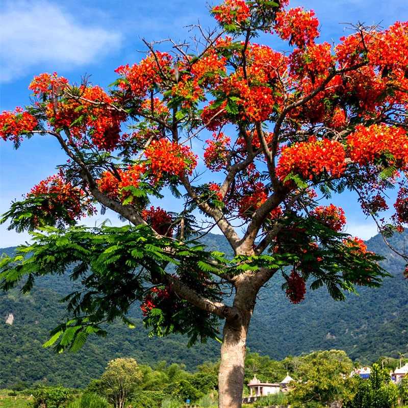 现货速发凤凰木凤凰花庭院别墅名贵风景树红花楹大金凤花门前花树