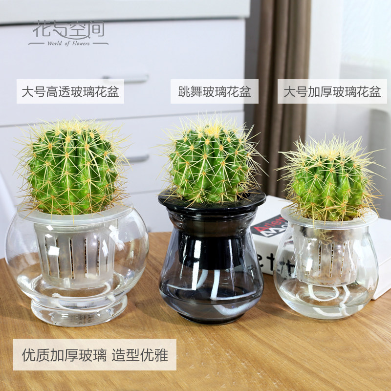 速发玻璃水培仙人球多肉植物组合仙人掌盆栽办公室桌面净化空气绿