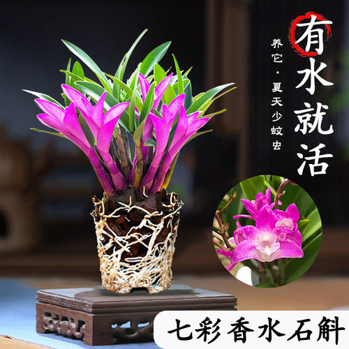 速发七彩石斛兰花四季开好养绿植浓香型石斛善改睡化净眠空气绿植