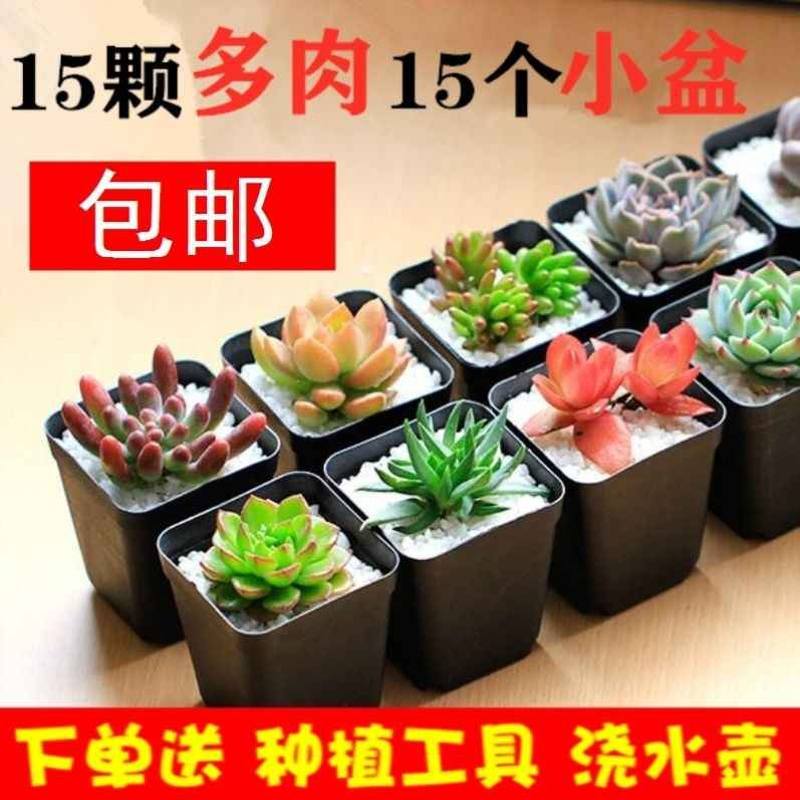 速发多惠绿焰物肉老桩多肉植多组合盆栽套餐冰梅实肉创意植物多肉