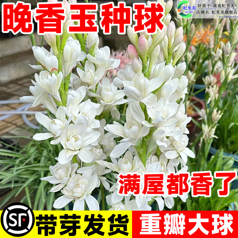 速发重瓣晚香玉卉球盆栽浓来香夜香型种绿植物庭院郁金香百合花苗