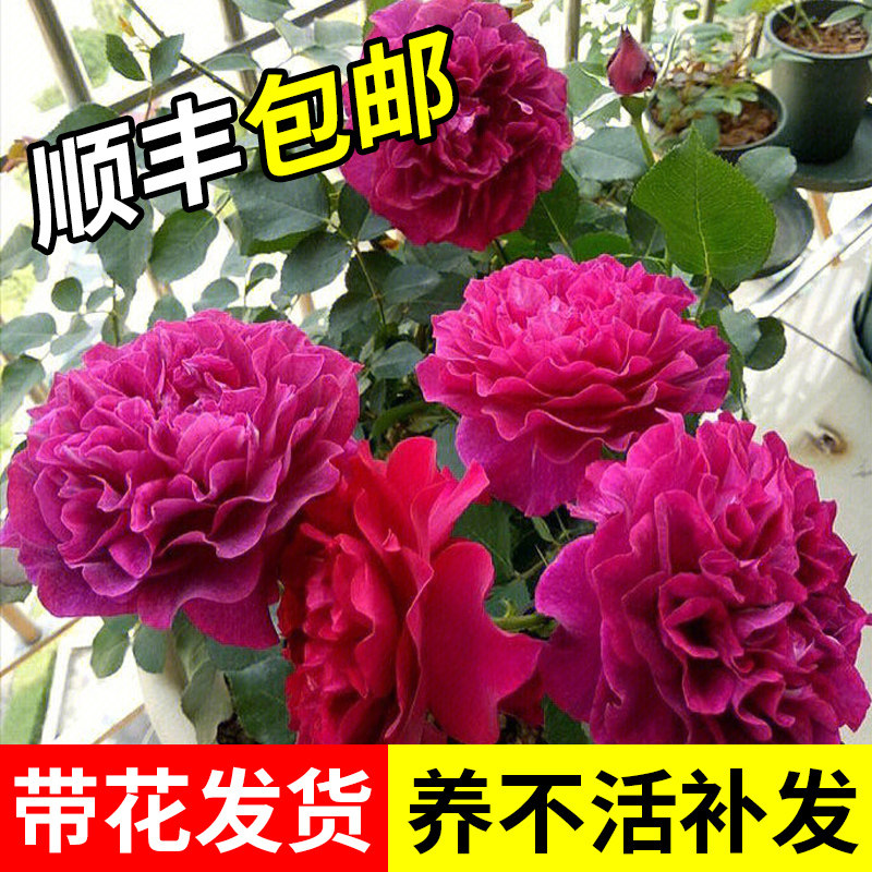 速发暮光之城大苗浓香盆浪边花月季花苗四季玫瑰花花波栽植物台花图片