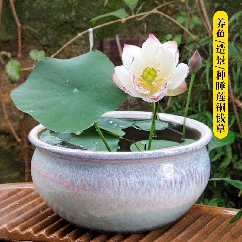 速发复古无孔水培花盆铜钱草盆粗陶大口径家用室外造景水仙睡莲鱼