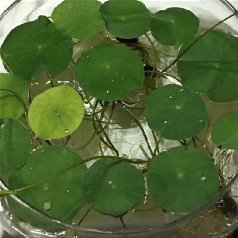 速发水培玻璃花瓶透明碗莲荷花铜钱草盆缸养睡莲的专用花盆鱼缸植