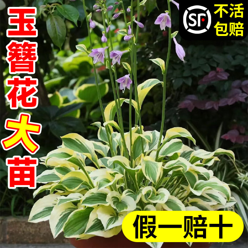 速发玉簪花盆栽大苗绿卉花植物室内花好养玉簪生苗多年花庭院地栽