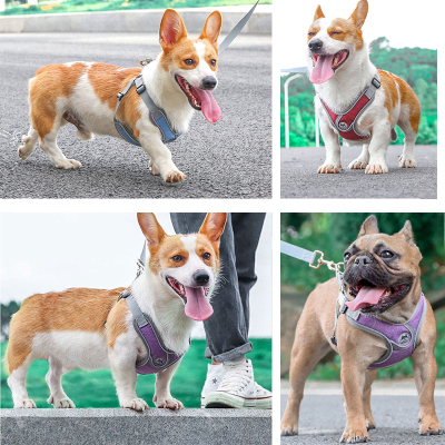 速发Pets Dogs Acceories Lumious Adable He  Dogs