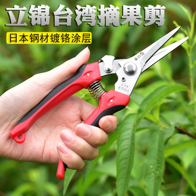 速发葡萄摘果剪刀专用剪尖头水果剪刀摘果剪采果翘头果剪刀稀花稀
