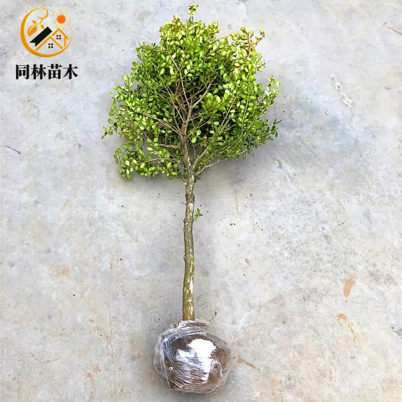 速发独杆黄杨瓜子黄杨别墅庭院四季常青风景树盆景素材小叶黄杨苗