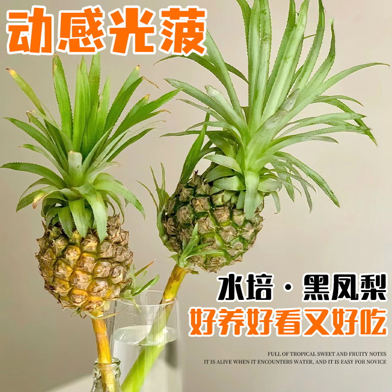 速发花菠萝花培植物动感光菠香蕉鲜切水食用室内水养插小观果工位