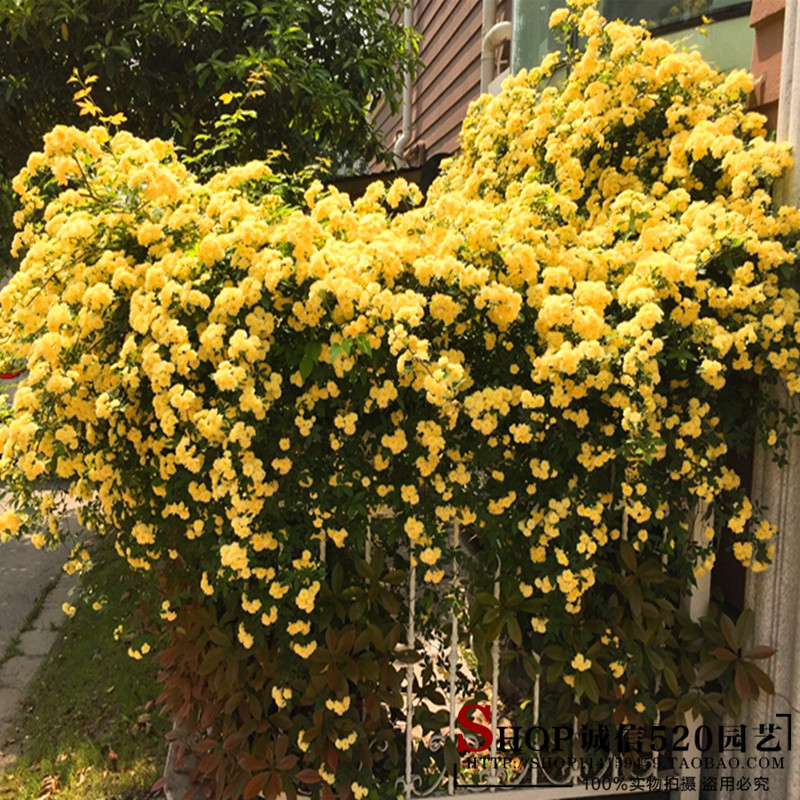 速发正宗藤木香花苗 藤物蔷薇苗攀援七里香庭院爬黄植本藤蔓爬墙