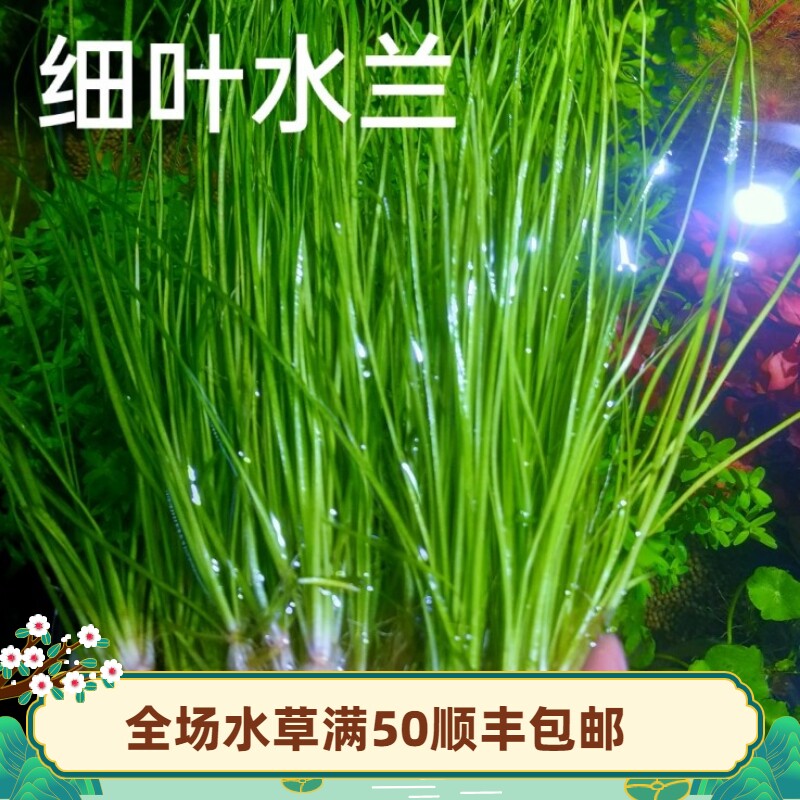 速发水兰水生态叶大原草细鱼缸造景溪流缸懒人阴性飘逸后景古法养