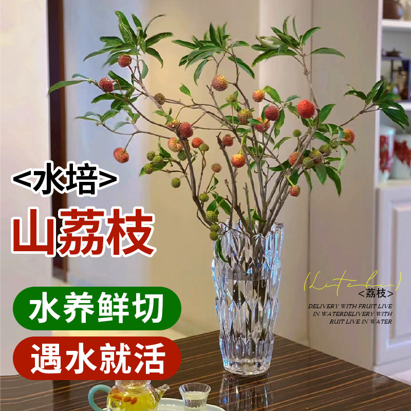 速发山荔枝束水水植物云南直发室内插培培花冬青鲜切枝鸡嗉素子果