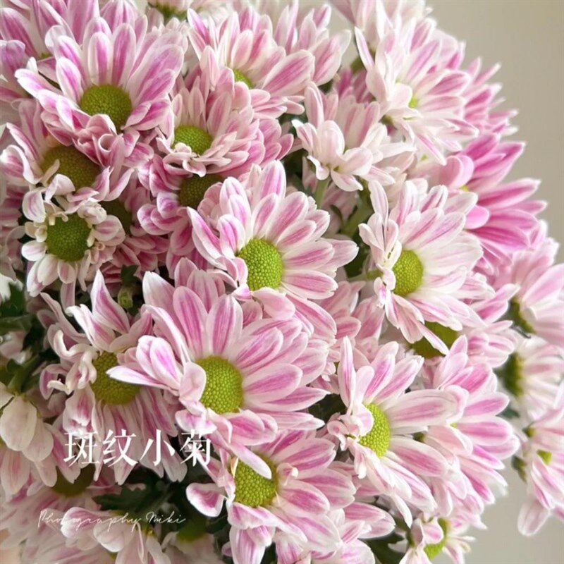 速发菊花盆栽带花苞四季开菊玲珑菊季耐寒多年生木本花卉外好养