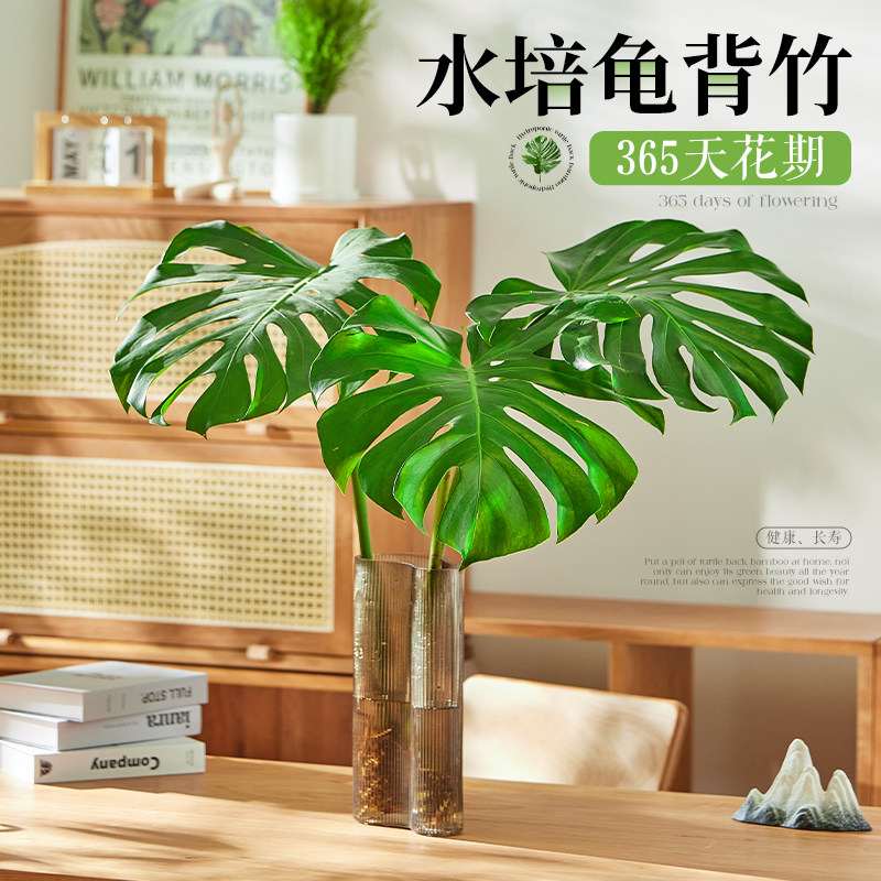 速发龟背竹水培植物大叶客厅室内室养活绿枝桌面办公好水养鲜切植