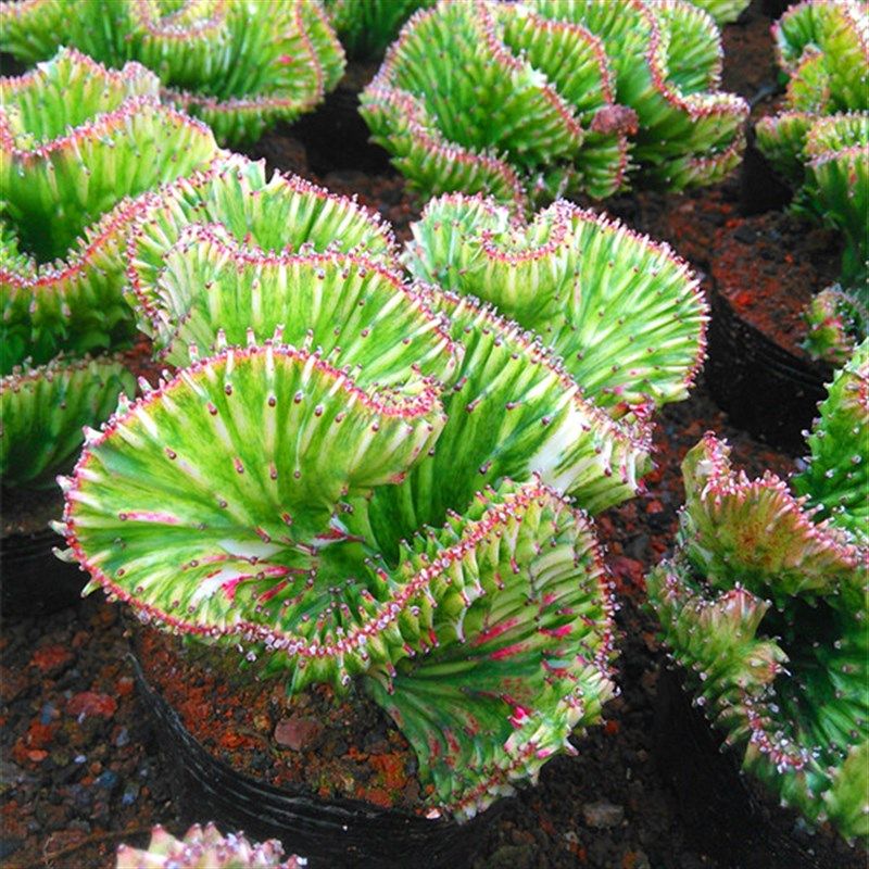速发金麒麟 彩春凤黑麒 锦仙人球龙骨嫁接麟多肉植物有室盆内栽花