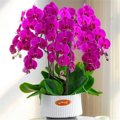 速发蝴蝶兰盆栽花季植物室内花水培植公室绿办桌面四卉好养大苗带