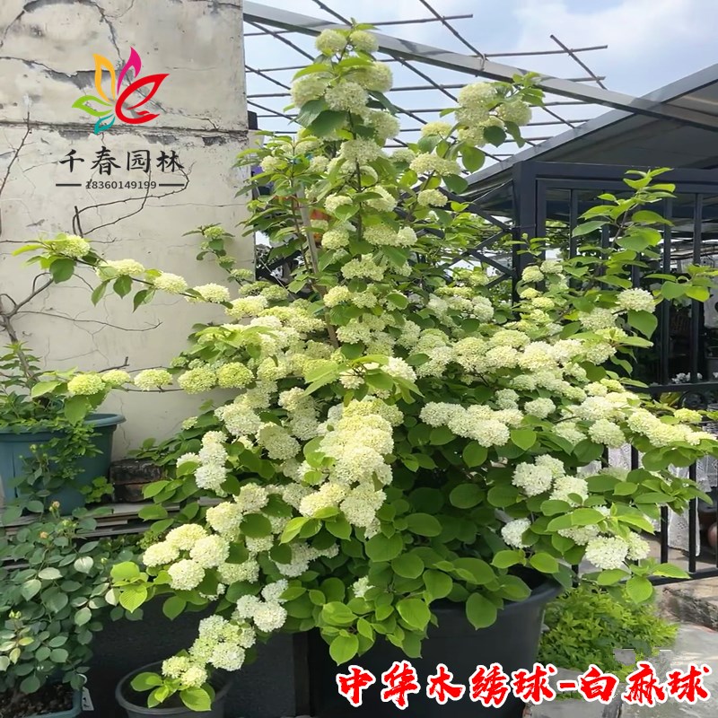 速发中华木型绣球盆栽白麻球庭院花园台大本耐寒风景花树丛生麻绣