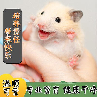 宠物仓鼠活物金丝熊活体