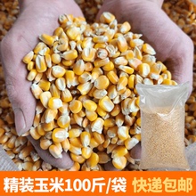 玉米粒养鸡饲料苞米碴子喂鸡鸭鹅家禽原粮破碎钓鱼专用打窝100斤