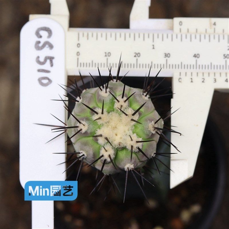 【min园艺】黑王丸 一代侧 嫁接 龙g神 仙人球 来年开花一物一拍