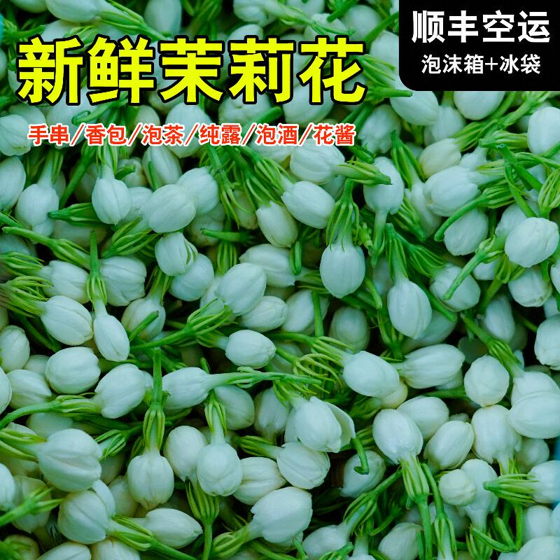 现摘茉莉鲜花苞广西横县可食用