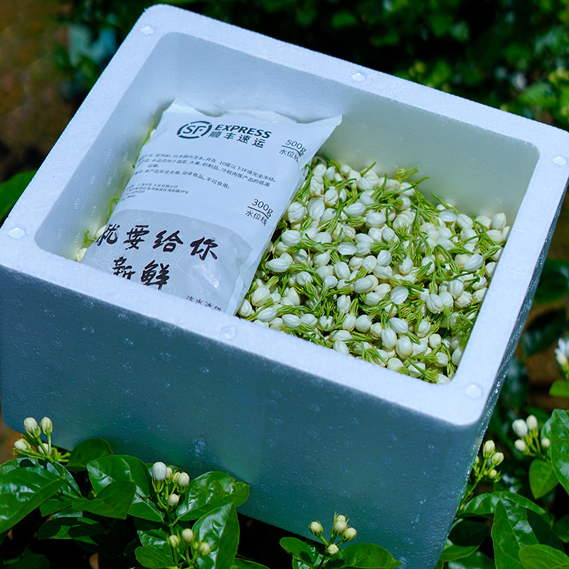 广西新鲜茉莉花鲜花横县现摘食用
