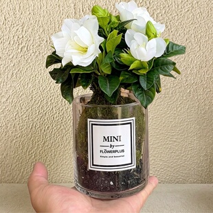 苔藓球栀子花玻璃圆柱盆桌面简约风绿植装饰开花植物浓香白色花朵