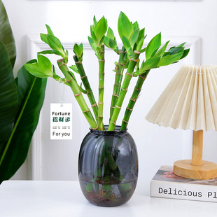 水培富贵竹鲜活植物好养活桌面文昌竹家居装饰翠绿开运竹转运竹子