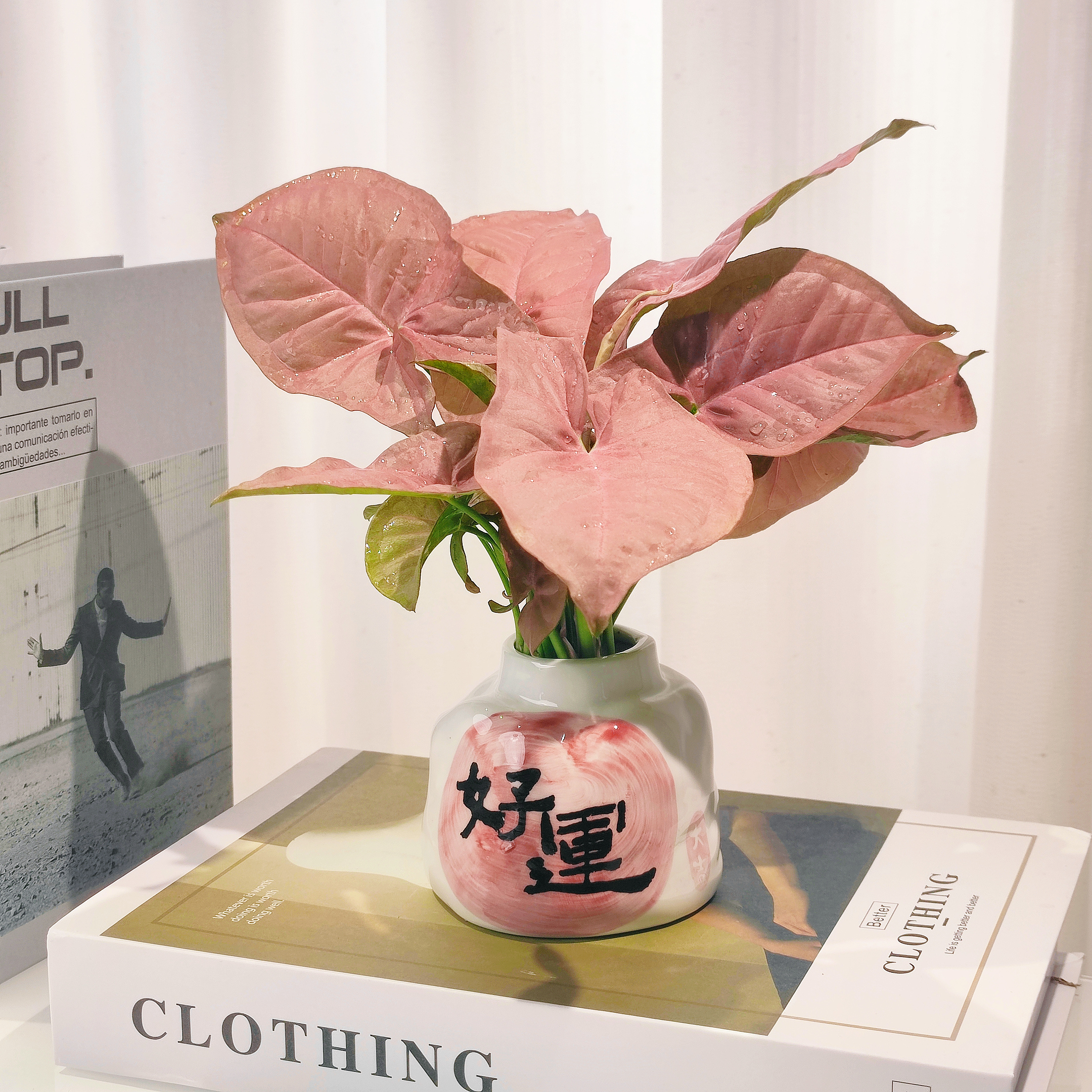 红粉佳人好运水培盆粉色植物