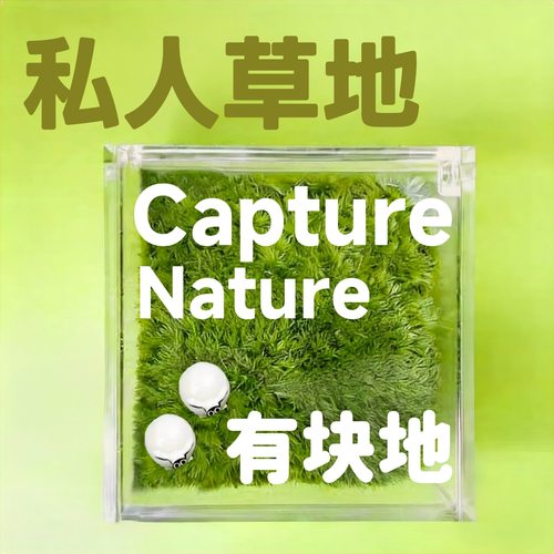 有块地迷你苔藓盒桌面绿植定制