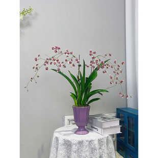 香水文心兰紫色酒杯盆深粉色花带香味花卉2026春节年宵花室内观赏