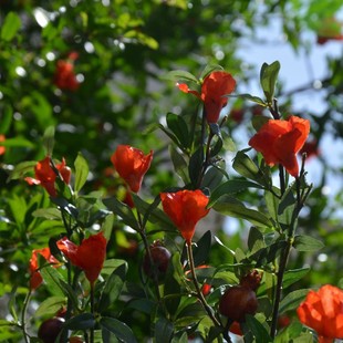 红色石榴果仿真花客厅电视柜落地假花套K装家居摆设餐桌花艺摆件