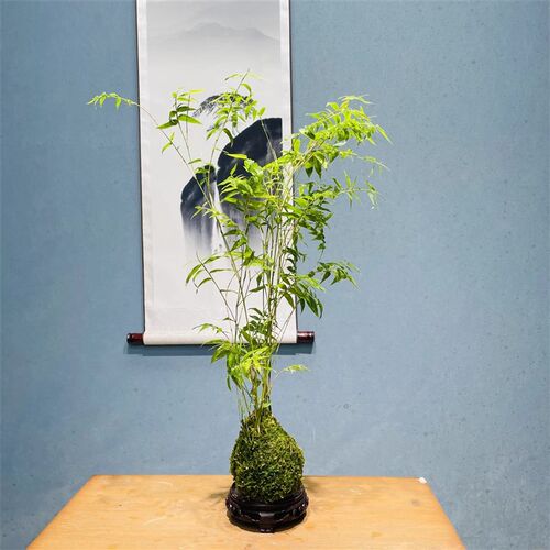 翡翠观音竹苔藓球米竹水培款配玻璃E瓶造盆景盆栽绿植花卉水培植