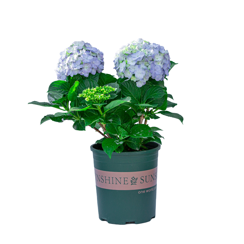 无尽夏绣球花盆栽带花苞老桩花苗室内外阳K台庭院四季开花绿植花