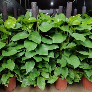 新品 大叶绿萝盆栽树绿植室内客厅吸甲G醛大颗型植物办公室净化空