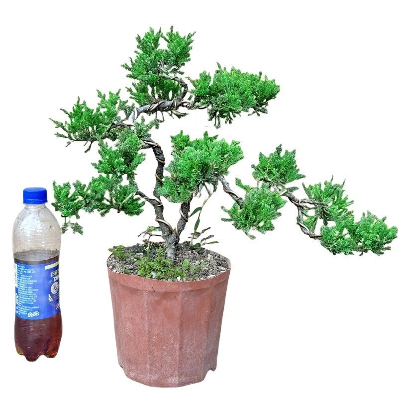 松柏济州真柏盆景迎客q悬崖造型植物老桩室外阳台绿植盆栽四季常,鲜花速递/花卉仿真/绿植园艺,造型盆景,淘宝优惠券,粉丝福利购,淘宝优惠卷