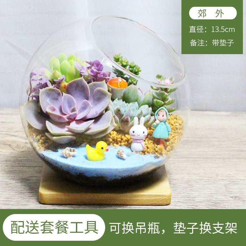 微景观 多e肉植物组合 创意肉肉盆栽 DIY多肉组合 玻璃瓶多肉