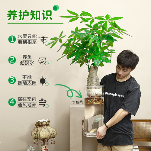 大型落地轻奢陶瓷纯水培发财树室内客厅大K堂开业送礼体面好养大
