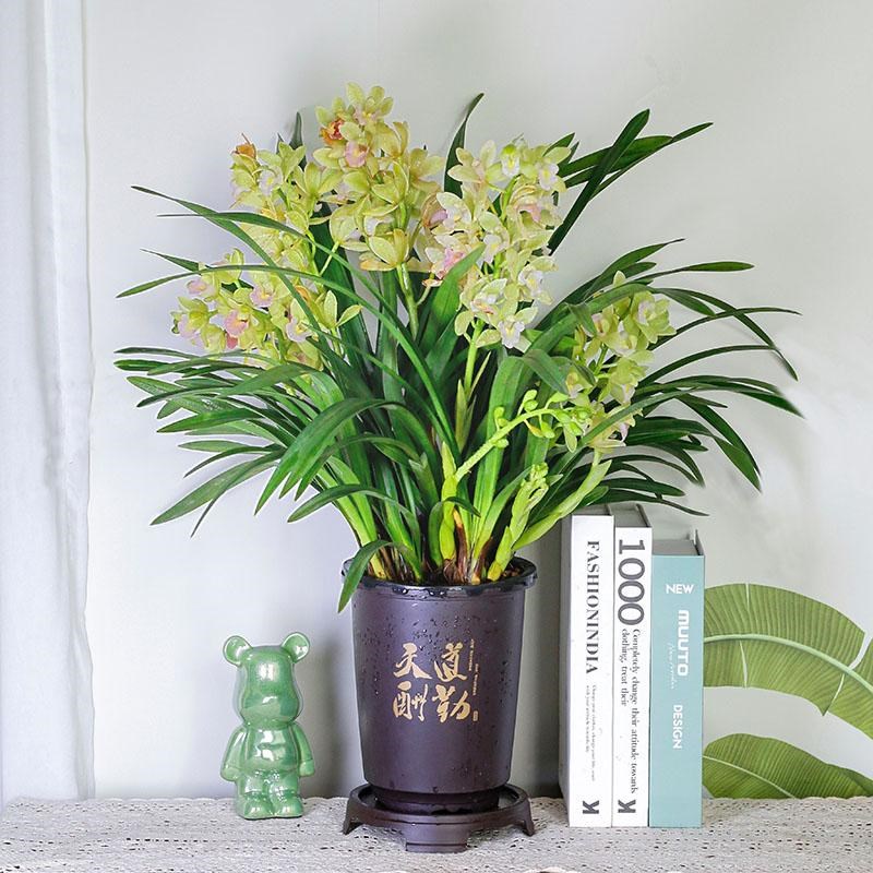 【香水香兰】6苗3花起兰花带花苞精品四季常P青室内花卉浓香好养