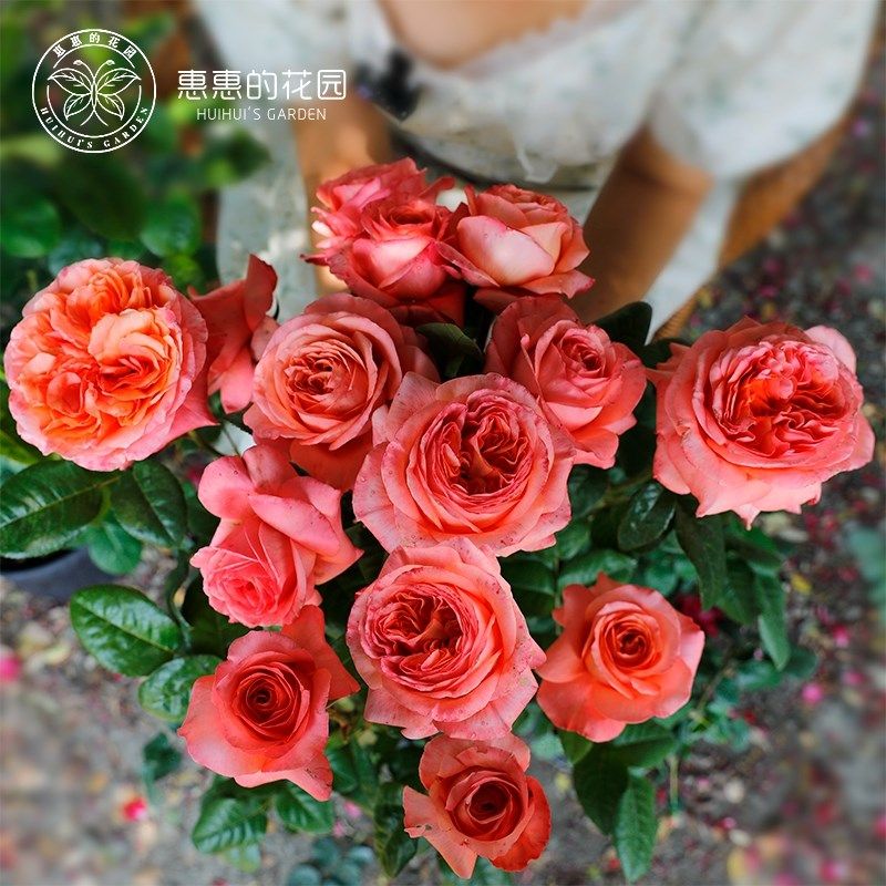 惠惠的花园切花月季伦敦眼奥斯汀花型大花庭院阳台W盆栽玫瑰花苗,鲜花速递/花卉仿真/绿植园艺,月季/蔷薇/玫瑰,淘宝优惠券,粉丝福利购,淘宝优惠卷