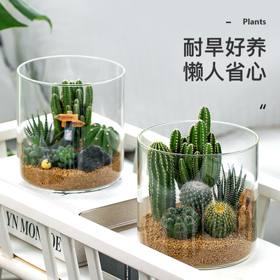 仙人掌创意肉f肉组合花卉盆栽仙人球绿植办公室内桌面植物好养易